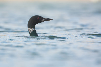 Great Northern Diver / IJsduiker