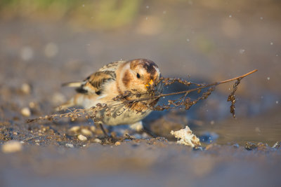 Snow Bunting / Sneeuwgors