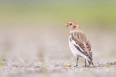Snow Bunting / Sneeuwgors