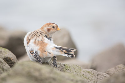 Snow Bunting / Sneeuwgors