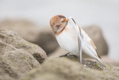 Snow Bunting / Sneeuwgors