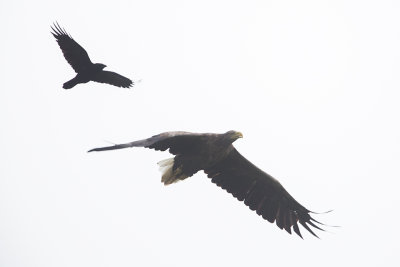 White-tailed Eagle / Zeearend