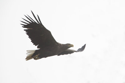 White-tailed Eagle / Zeearend