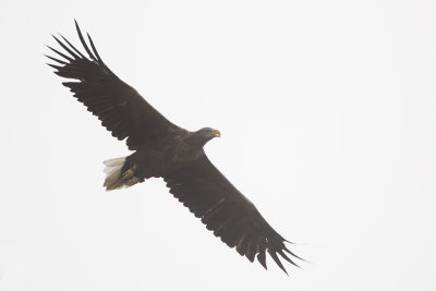 White-tailed Eagle / Zeearend