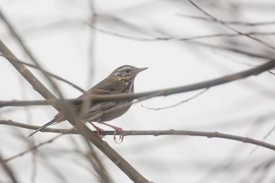 Olive-backed Pipit / Siberische Boompieper