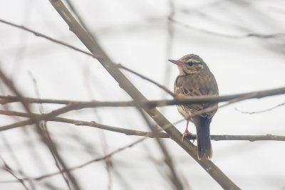 Olive-backed Pipit / Siberische Boompieper