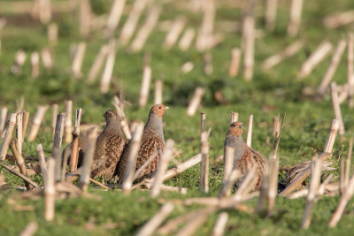 Grey Partridge / Patrijs