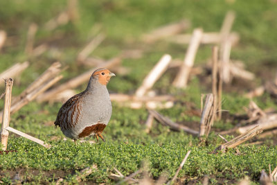 Grey Partridge / Patrijs