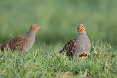 Grey Partridge / Patrijs