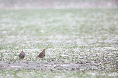 Grey Partridge / Patrijs