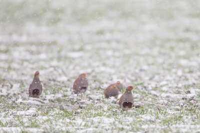 Grey Partridge / Patrijs