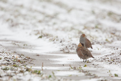 Grey Partridge / Patrijs