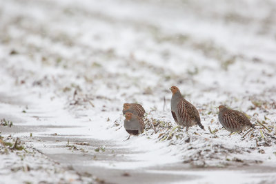 Grey Partridge / Patrijs