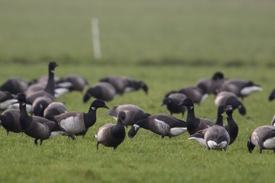 Texel 2018