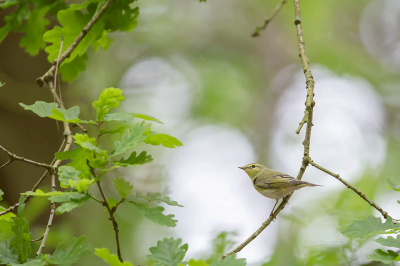 Fluiter / Wood Warbler