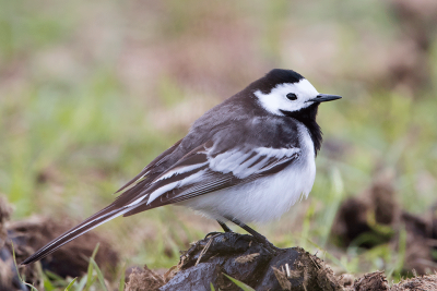 Witte x Rouwkwikstaart / White x Pied Wagtail