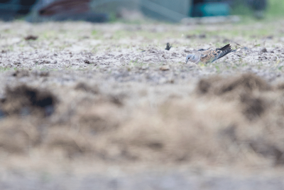 Zomertortel / European Turtle Dove