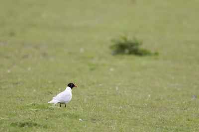 Zwartkopmeeuw / Mediterranean Gull