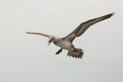 Pelagic North Sea 2018