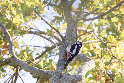 Greater spotted woodpecker / Grote bonte specht / Dendrocopus major