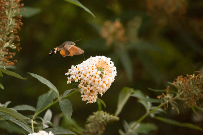 Hummingbird hawk-moth / Kolibrievlinder / Macroglossum stellatarum