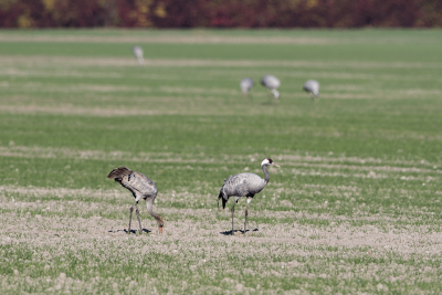 Common Crane / Kraanvogel / Grus grus