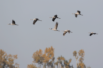 Common Crane / Kraanvogel / Grus grus