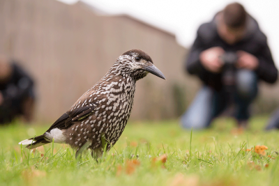 Spotted Nutcracker / Notenkraker / Nucifraga caryocatactes