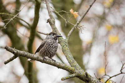 Spotted Nutcracker / Notenkraker / Nucifraga caryocatactes