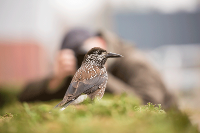 Spotted Nutcracker / Notenkraker / Nucifraga caryocatactes