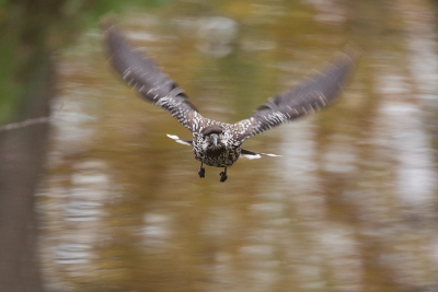 Spotted Nutcracker / Notenkraker / Nucifraga caryocatactes