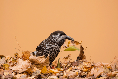 Spotted Nutcracker / Notenkraker / Nucifraga caryocatactes