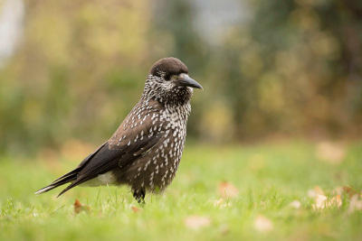 Spotted Nutcracker / Notenkraker
