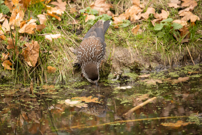 Spotted Nutcracker / Notenkraker