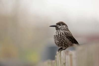 Spotted Nutcracker / Notenkraker