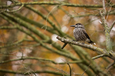 Spotted Nutcracker / Notenkraker
