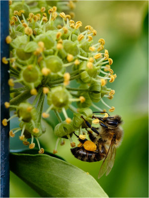 Collecting pollen on Ivy