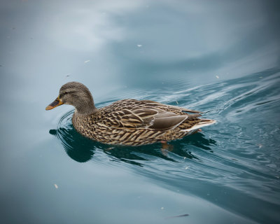 Riparian Preserve : Do ducks contemplate?