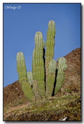 Cactus