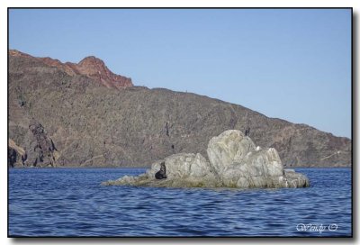 Lone Sea Lion