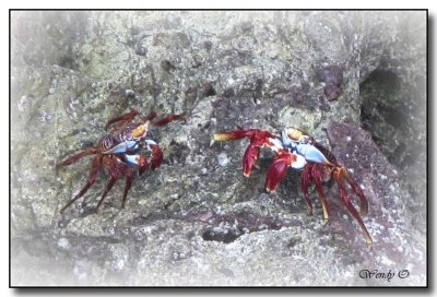 Two Sally Lightfoot Crabs