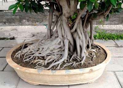 Mega-bonsai DSC_2856.jpg
