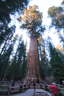 General Sherman Tree