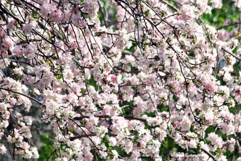 Blossoms - IMG_7222.JPG