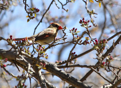 Female Cardinal in the Crabapple Tree - IMG_9302.JPG