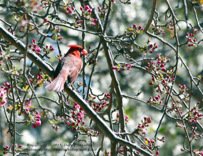 Male Cardinal in the Crabapple Tree - IMG_9317.JPG