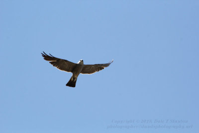 Hunting - IMG_0738.JPG