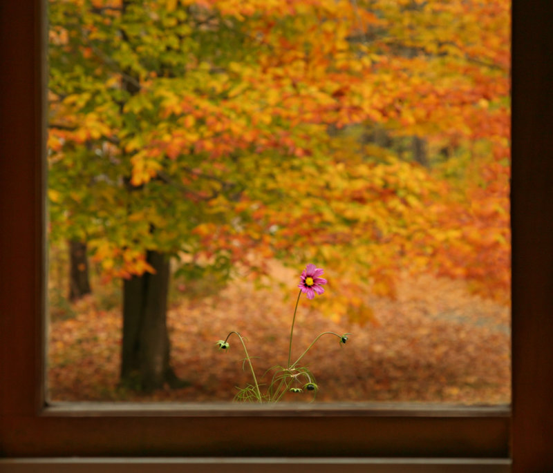 Last Flower Standing