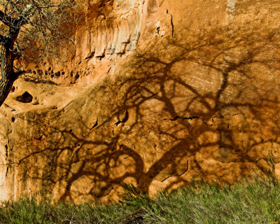 Tree Shadow