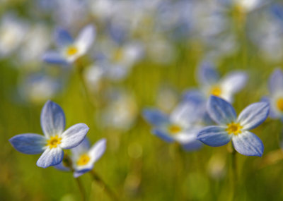 Bluets (Quaker Ladies)